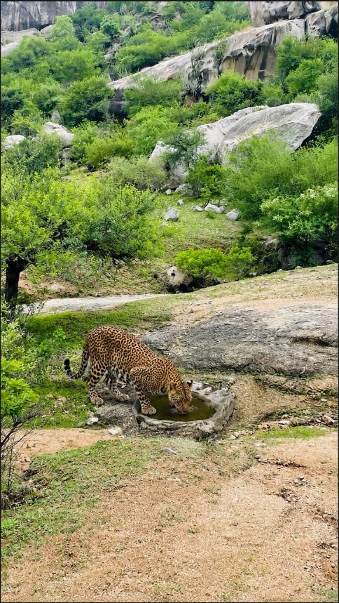 Leopard walking across granite boulders at golden hour in Jawai